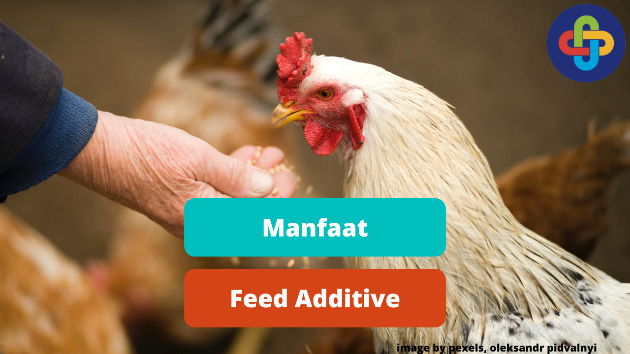 Ketahui Manfaat Feed Additive Bagi Ayam Broiler